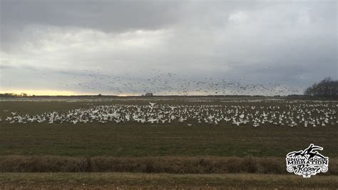 Snow Goose Migration Report — January 26, 2026 - Snow Goose Migration Report