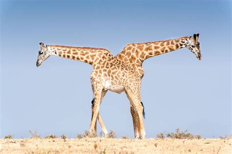 Resting Giraffes Image | National Geographic Your Shot Photo of the Day ...