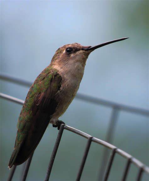 Image result for Hummingbird Humming