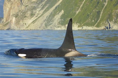 Facts about orcas (killer whales) - Whale & Dolphin Conservation Australia