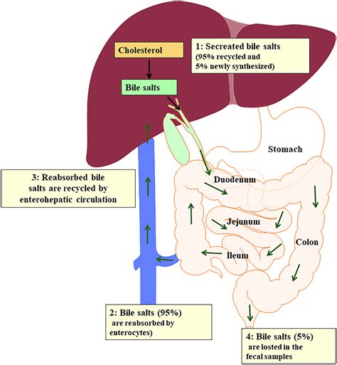 Dysregulated bile acid homeostasis: unveiling its role in metabolic diseases