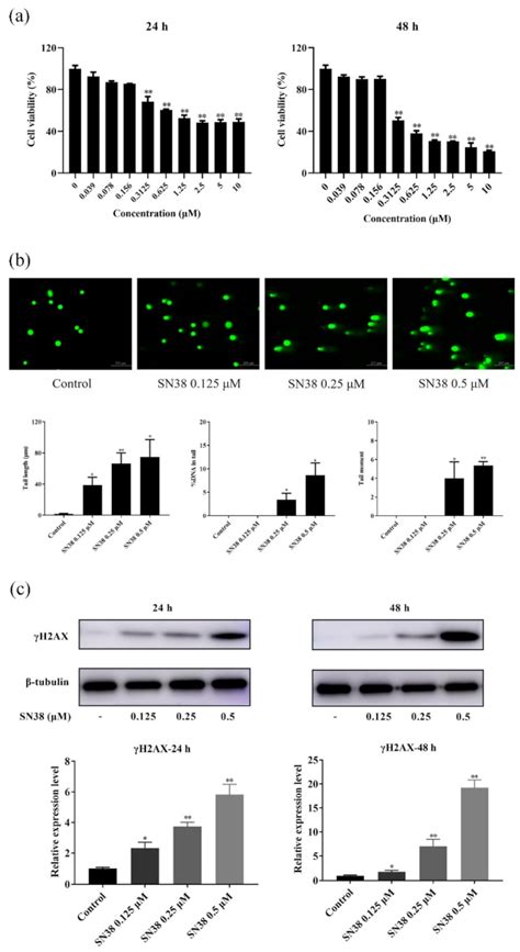 Antitumor Mechanism of Hydroxycamptothecin via the Metabolic ...