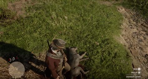 How to find and hunt the legendary coyote in Red Dead Redemption 2