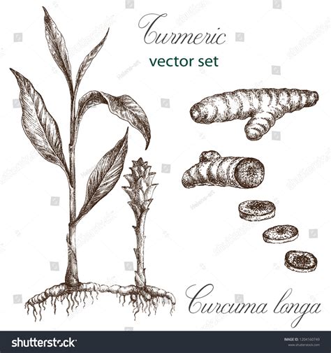 Realistic Illustration Turmeric Botanical Drawing Sketsh Stock Vector (Royalty Free) 1204160749 ...