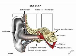 Image result for external auditory canal
