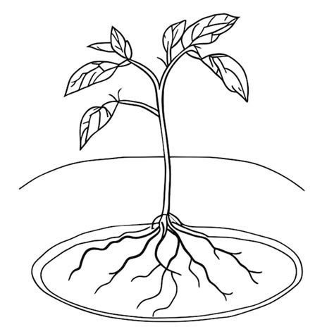 Plant Clipart Black And White With Roots