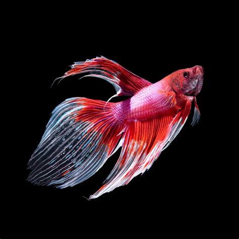 Image result for Fish Key Script Code