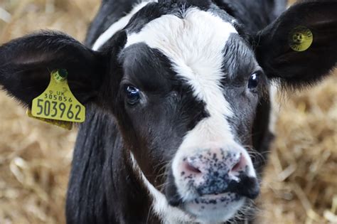 National Milk Records | New UK Cattle Tag Authorisation Impact