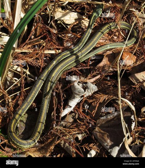 Western Ribbon Snake (Thamnophis proximus) Reptilia Stock Photo - Alamy