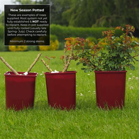 Buy Anis Perfumella (aka Monica Bellucci) -5.5lt Potted Hybrid Tea ...