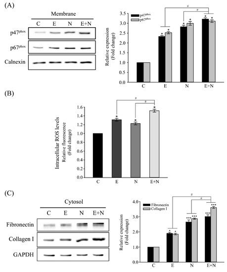 Antioxidants | Special Issue : Oxidative Stress in Liver Diseases