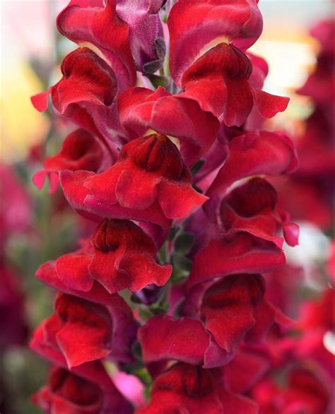 Snapdragon Flower