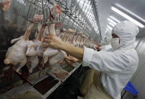 Small Commercial Chicken Processing 的图像结果