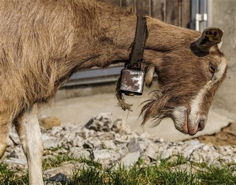 Image result for Goat Cheese Making Process