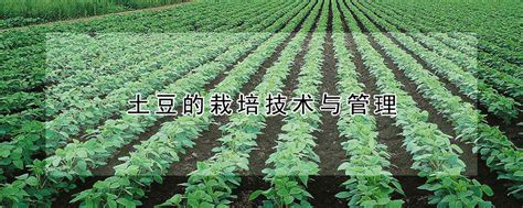 什么时间种植土豆，土豆什么时候种最好