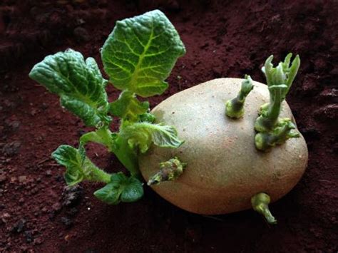 发芽的土豆可以拿来种么_百度知道