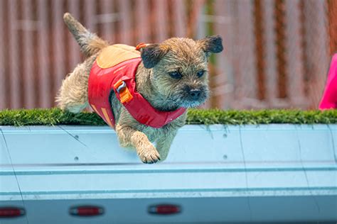 Image result for Dog Diving Platform