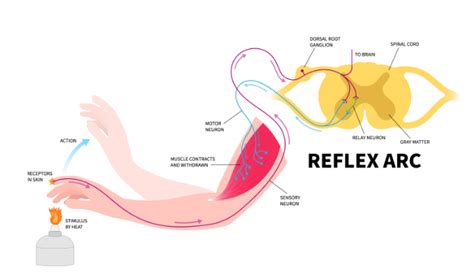 CBSE Class 10 Science Chapter 7 的图像结果