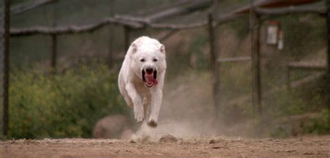 White Dog Full Free Movie 的图像结果