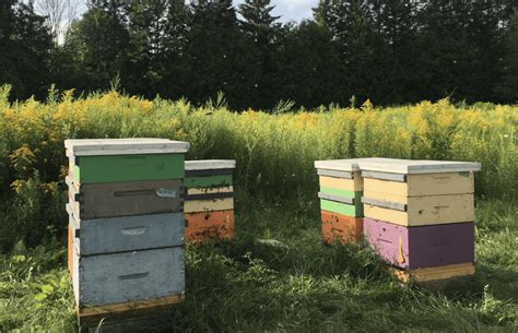 Image result for Beehive