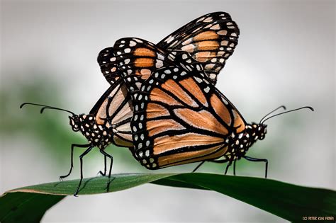 Monarch Butterflies Mating | Honolulu HI | Moiliili Community Garden