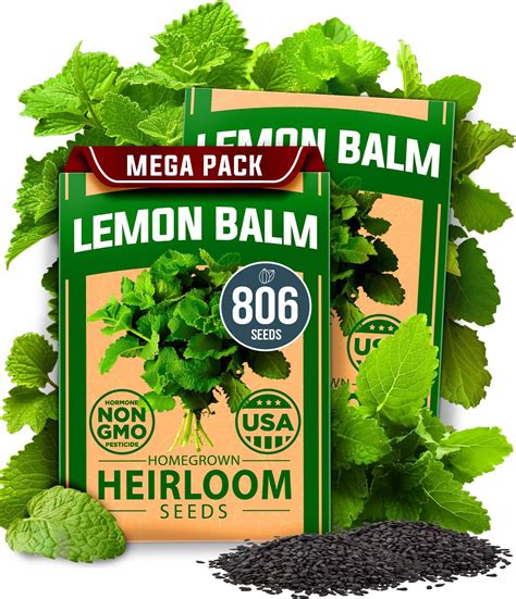 Amazon.com : HOME GROWN Lemon Balm Seeds– 806 𝗡𝗢𝗡-𝗚𝗠𝗢 Heirloom Seeds ...