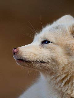 Download wallpaper 240x320 fox, face, hair, profile old mobile, cell ...