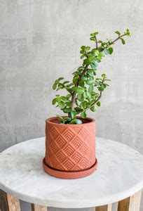 Portulacaria afra Portulaca Plant Price in India - Buy Portulacaria ...