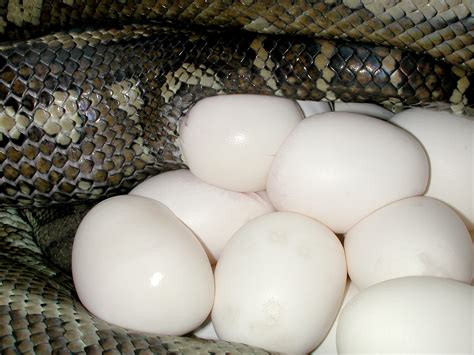 No, this snake isn’t hugging a bread roll - Australian Geographic