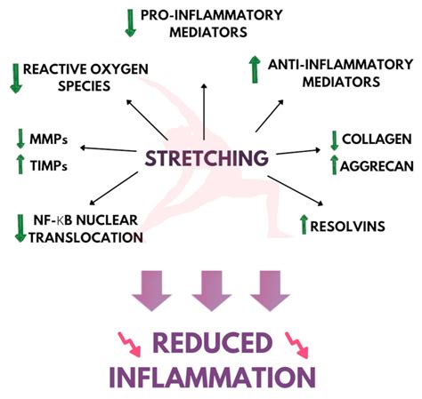 Mechanisms Underlying Anti-Inflammatory and Anti-Cancer Properties of Stretching—A Review