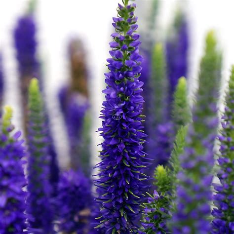 Veronica spicata 'Royal Candles' | Speedwell 'Royal Candles' | {1 ...