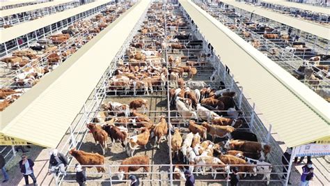 什么地方购买肉牛种 哪里有牛交易市场牛养殖基地