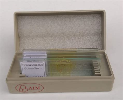 AIM Round Worm Nematodes Slide (set of 6) : Amazon.in: Industrial ...