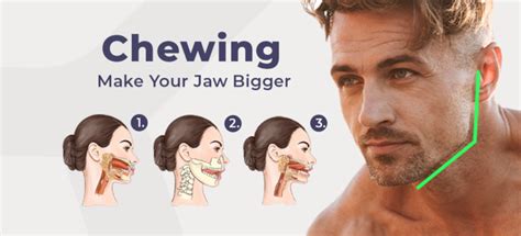 Is It a Myth, or Can You Grow Your Jaw Muscles? | Mewing.coach