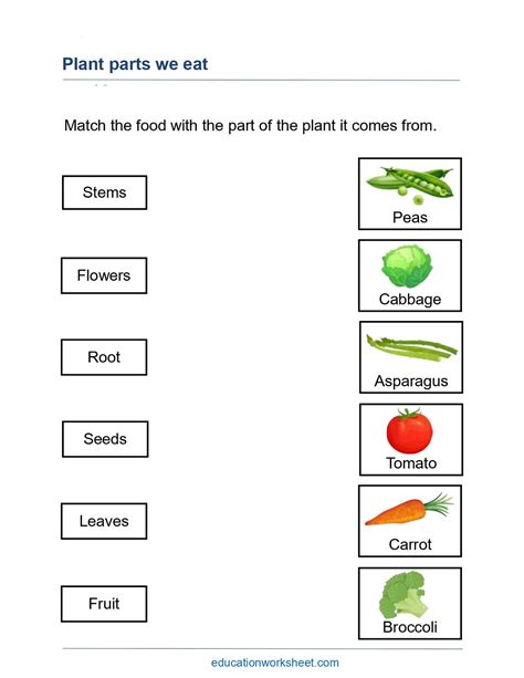 Parts Of Plants That We Eat Worksheet at Lauren Murphy blog