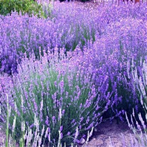 2 French Lavender Flower Live Plant Non-Gmo Healthy Strong Root Live ...