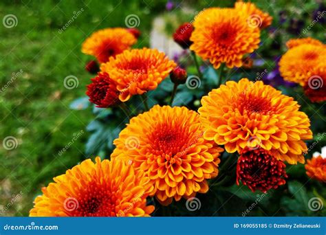Closeup of Marigold Flowers. Marigolds are a Genus of Annual and ...