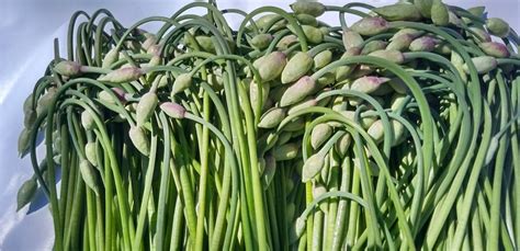 Image result for Environmental Science Project Idea