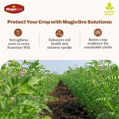 Bio Fungicide - Best bio fungicide MagicGro Pseudomonas fluorescens ...