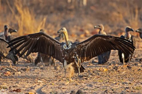 IUCN SSC Vulture Specialist Group | IUCN