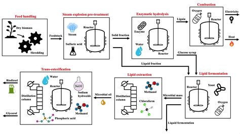Techno-Economic Analysis of Biodiesel Production from Microbial Oil ...