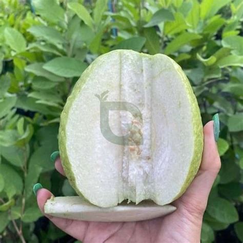 Guava White Psidium guajava Seeds – White Guava Seeds