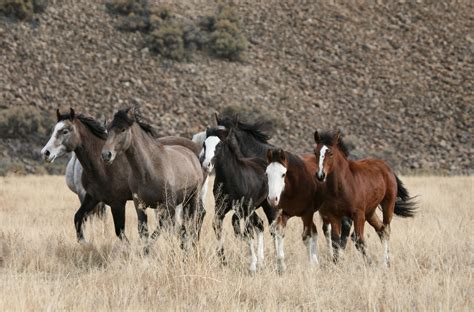 Wild Mustang Horses Herds | The Wild Horses of Challis ID | Wild Horse ...