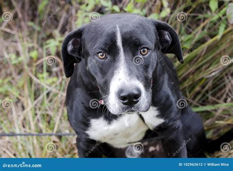 Saad Dog Eyes, Black Labrador Hound Mixed Breed Dog Stock Photo - Image ...