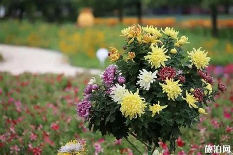 重阳节为什么有赏菊习俗？菊花为何是重阳节的重要标志-搜狐大视野-搜狐新闻