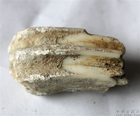 牙齿化石-九州化石店-收藏网