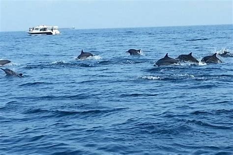 Mirissa Whales & Dolphin Watching Day Trip from Bentota - All Inclusive ...