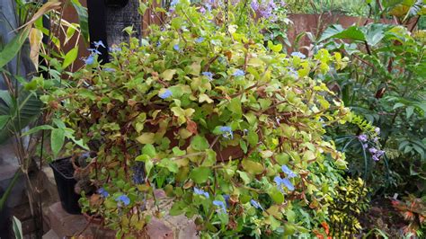 Commelina benghalensis L. | Plants of the World Online | Kew Science