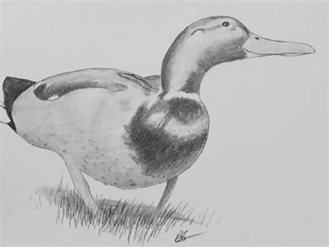 Realistic Duck Drawing at PaintingValley.com | Explore collection of Realistic Duck Drawing