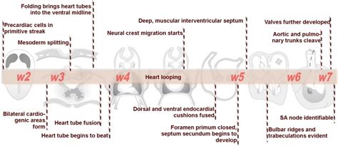 Image result for Heart Abnormal Development